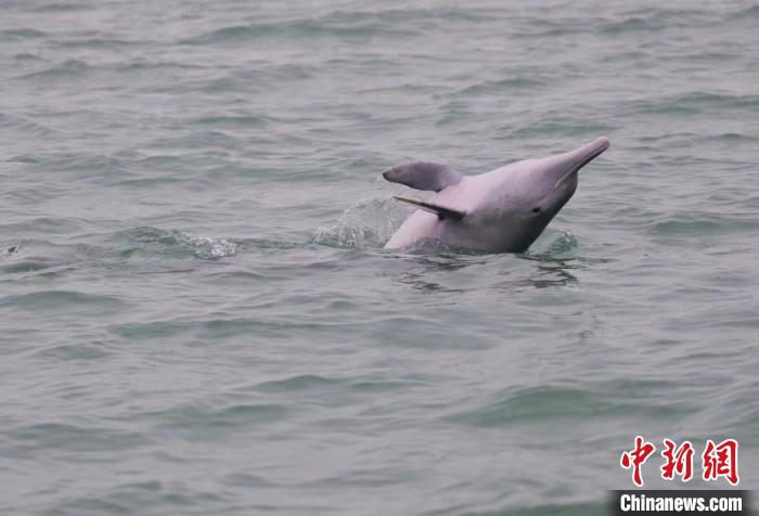 廣西最長跨海大橋與“海上森林”同在 大工業(yè)與白海豚共存