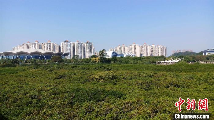 圖為防城港市北部灣海洋文化公園內(nèi)紅樹林郁郁蔥蔥?！●T抒敏 攝